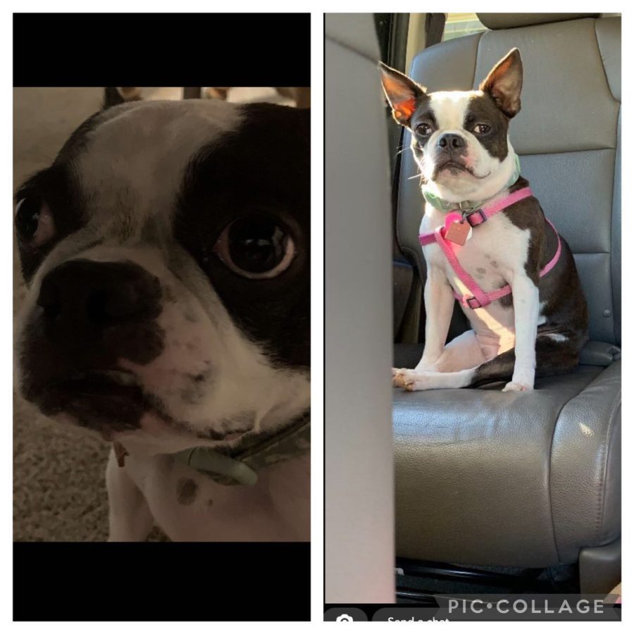 From right to left: Piper sitting in the car and an up-close portrait of Piper.