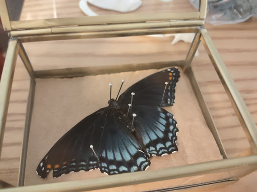 Senior Laraya Duncans butterfly as part of her bone collection.
