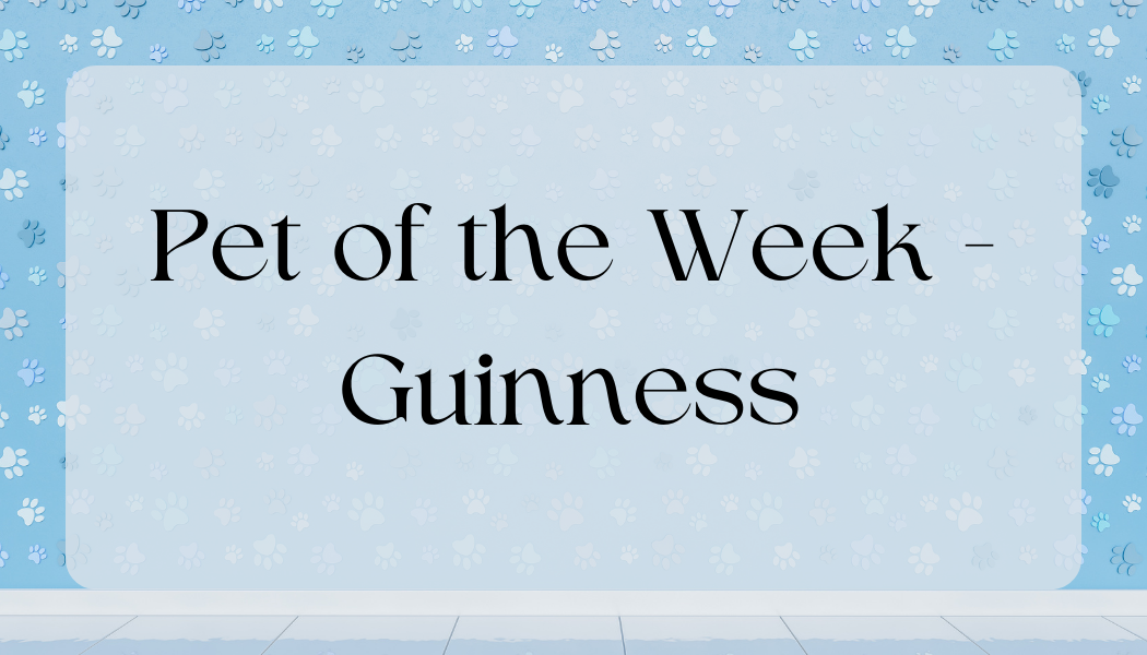 Pet of the Week - Guinness
